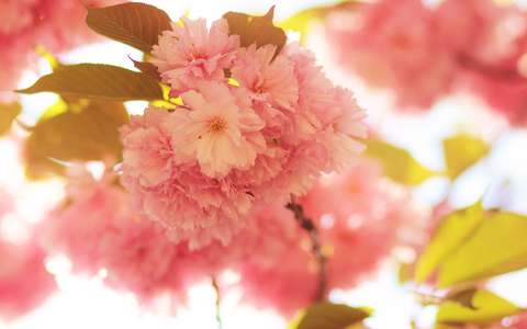 címlapfotó japán cseresznye tavasz