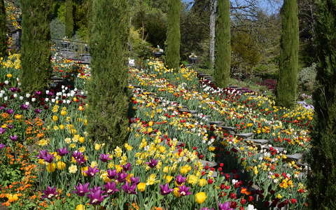 kertek és parkok tavasz tulipán