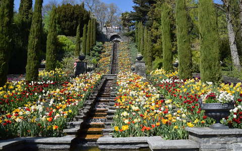 kertek és parkok lépcső tavasz tulipán
