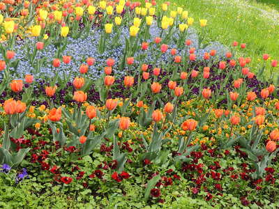 Gödöllői tulipánok