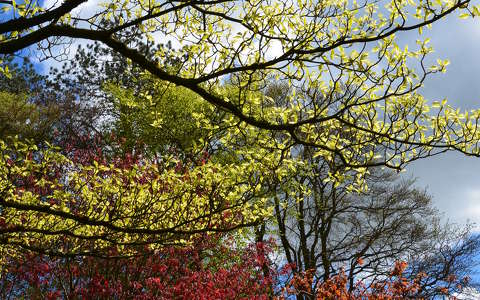 Irish National . Japanese Gardens,