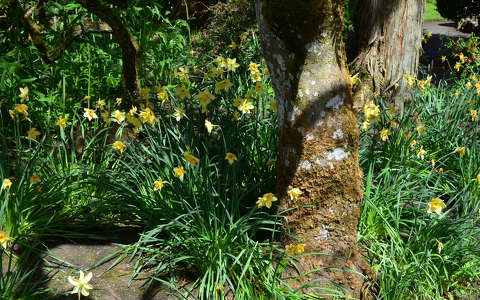 The Irish National Stud's Japanese Gardens