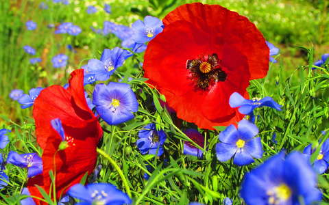 címlapfotó lenvirág pipacs tavaszi virág
