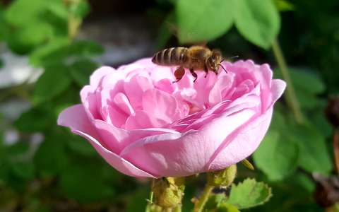 méh rovar rózsa