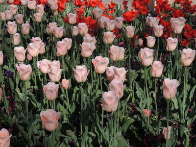 Tulipánok