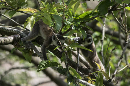 Lemur babák, veszprémzoo