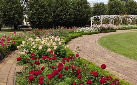 címlapfotó kertek és parkok magyarország rózsa