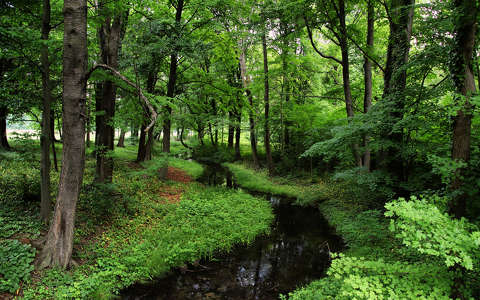 címlapfotó erdő patak