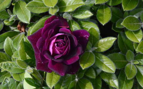 címlapfotó rózsa