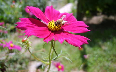 méh nyári virág pillangóvirág rovar