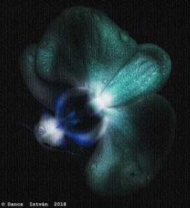 Orchidea