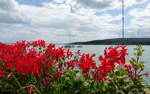 Balatonalmádi, Virágok.