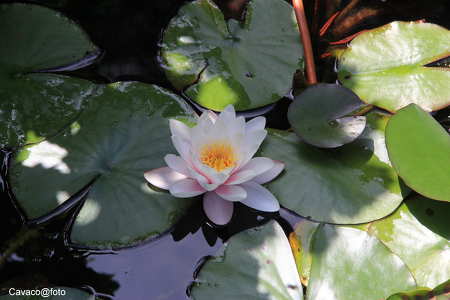 Flor de agua