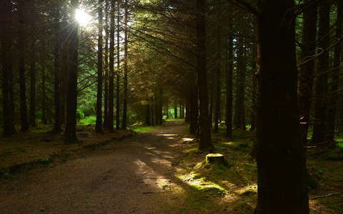 erdő fény írország út