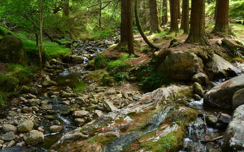 címlapfotó erdő kövek és sziklák patak