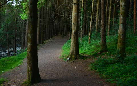 címlapfotó erdő írország út