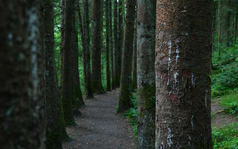 címlapfotó erdő fasor írország