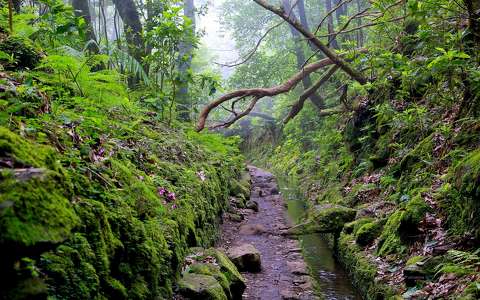 Madeira, levada Queimadas