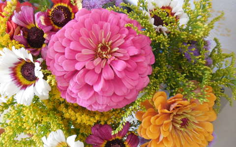 címlapfotó kokárdavirág nyári virág rézvirág