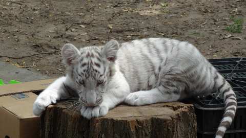 Felsőlajos / MagánZoo