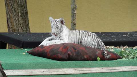 Felsőlajos / MagánZoo