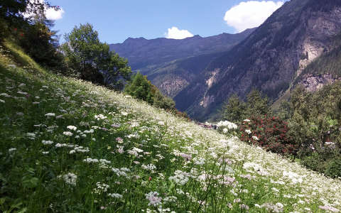 címlapfotó hegy nyár virágmező