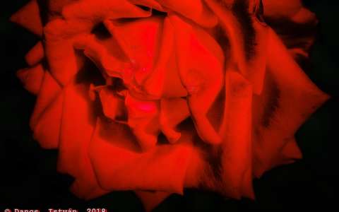 Red rose...