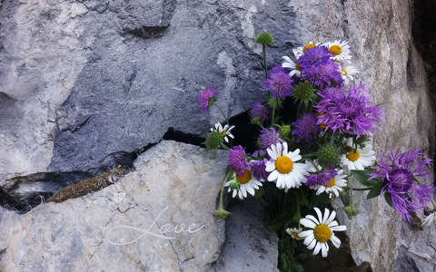 címlapfotó kövek és sziklák nyári virág