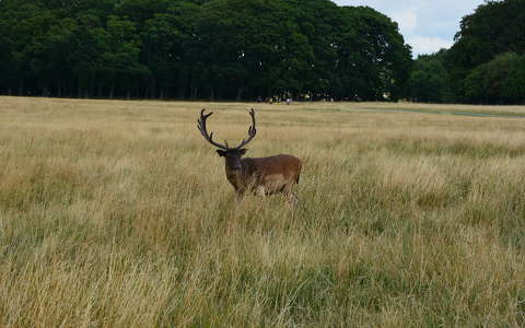 Phoenix Park, Dublin.