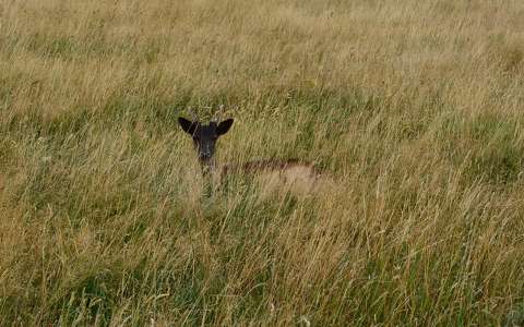 Phoenix Park, Dublin.