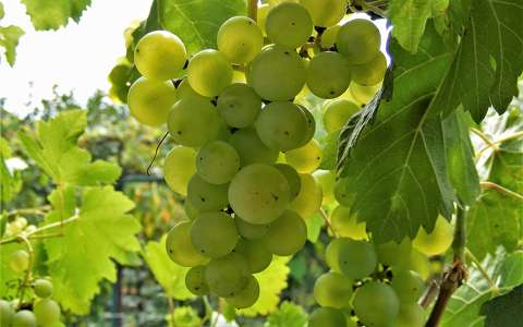 gyümölcs nyár szőlő
