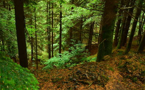 erdő írország