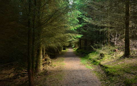 erdő írország út