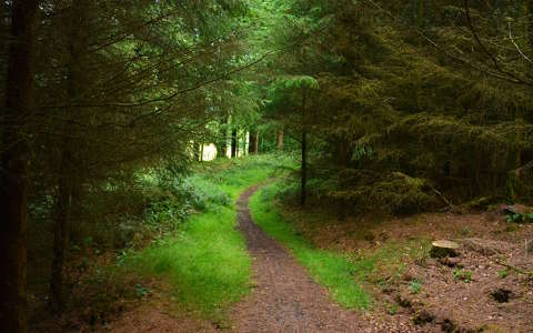 címlapfotó erdő írország út