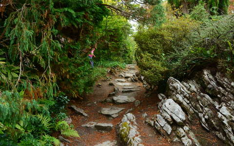 erdő kövek és sziklák írország ősz