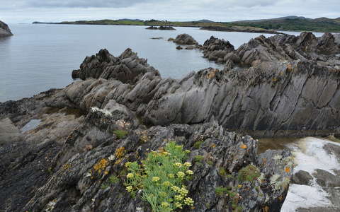 kövek és sziklák tengerpart vadvirág írország