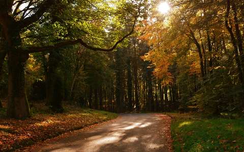 erdő fény út ősz