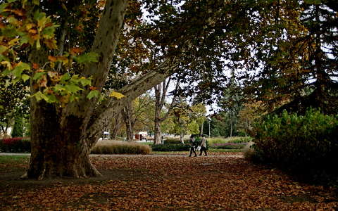 fa kertek és parkok ősz