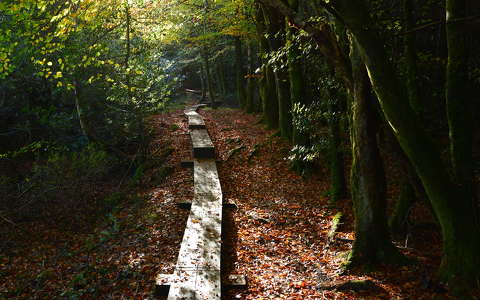 erdő írország út ősz