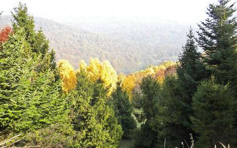 erdő hegy ősz