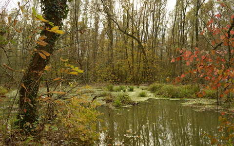 címlapfotó erdő tó ősz