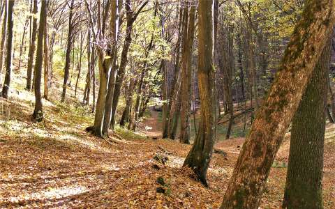 címlapfotó erdő út ősz