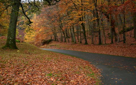 erdő írország út ősz