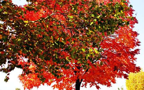 fák ősz színek