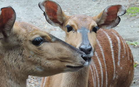 Antilopféle ( nyala) az Állatkertben