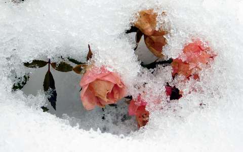 címlapfotó rózsa tél