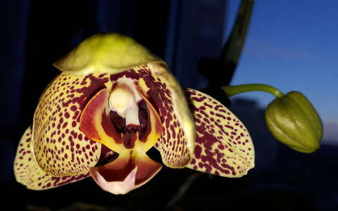 nyíló orchidea