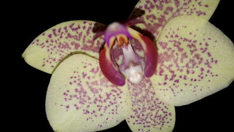 orchidea