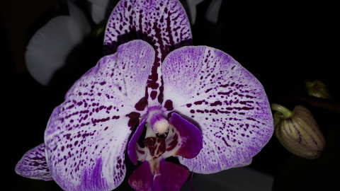 orchidea