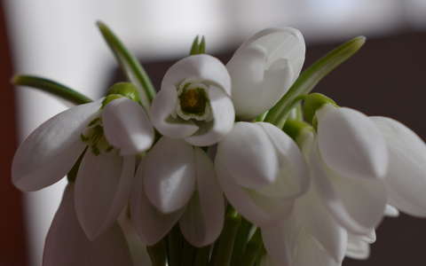 címlapfotó hóvirág tavaszi virág vadvirág